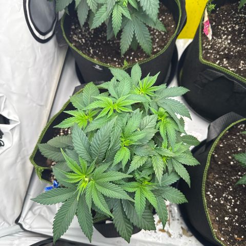Wedding cake Becher growlog timeline photo