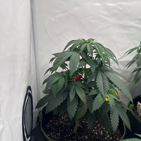 Wedding Cake growlog timeline photo