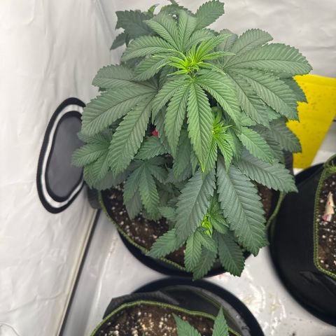 Wedding Cake growlog timeline photo
