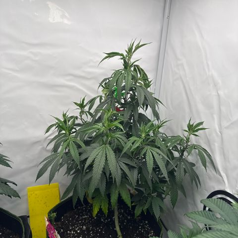 Special Queen #1 growlog timeline photo