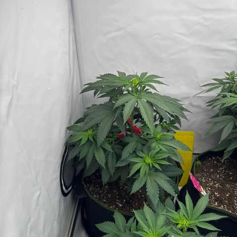 Wedding Cake growlog timeline photo