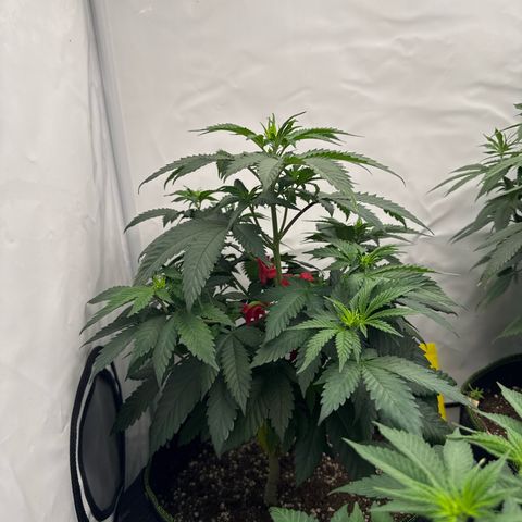 Wedding Cake growlog timeline photo