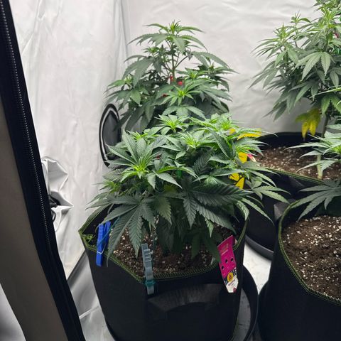 Wedding cake Becher growlog timeline photo