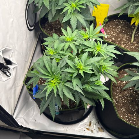 Wedding cake Becher growlog timeline photo