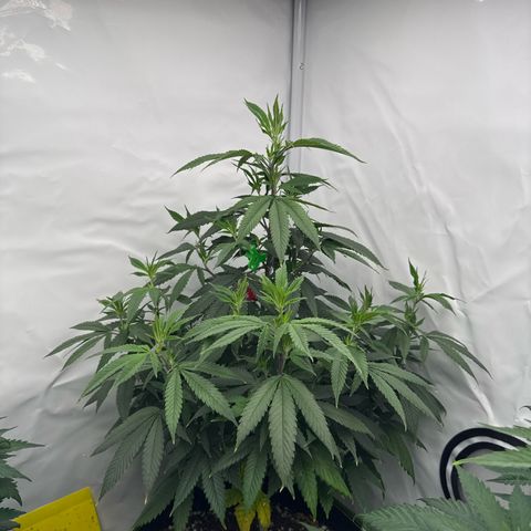 Special Queen #1 growlog timeline photo