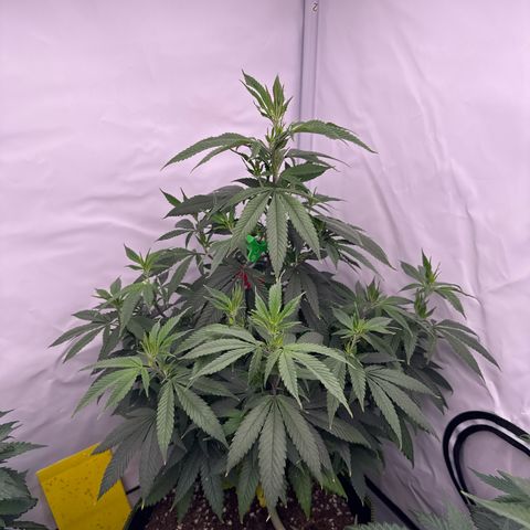 Special Queen #1 growlog timeline photo
