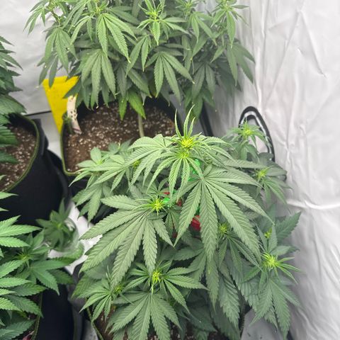 Wedding cake growlog timeline photo