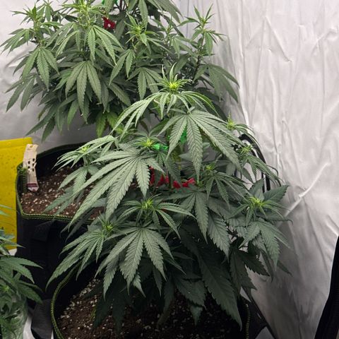 Wedding cake growlog timeline photo