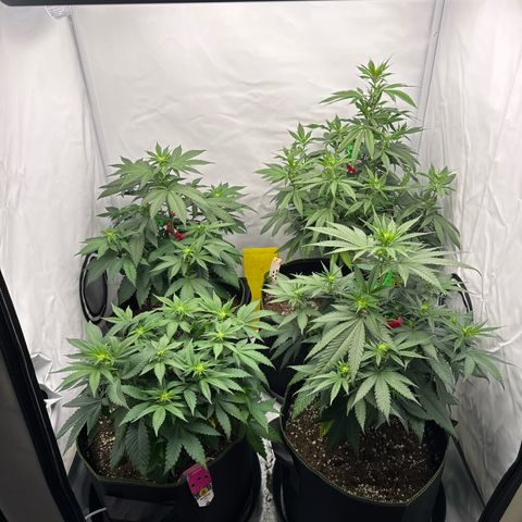 Wedding cake growlog timeline photo