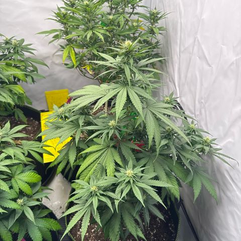 Wedding cake growlog timeline photo