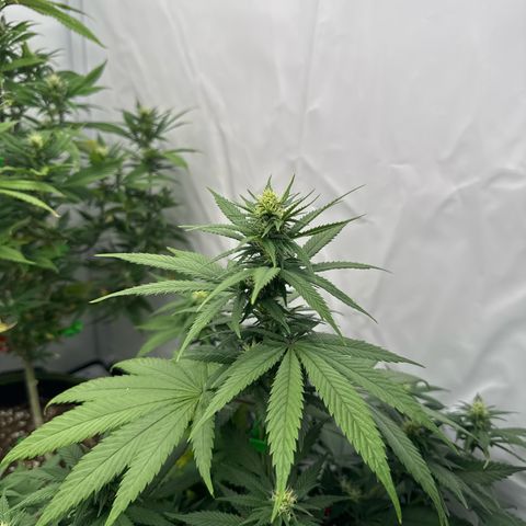 Wedding cake growlog timeline photo
