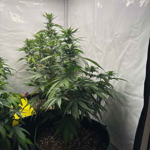 Wedding cake growlog timeline photo