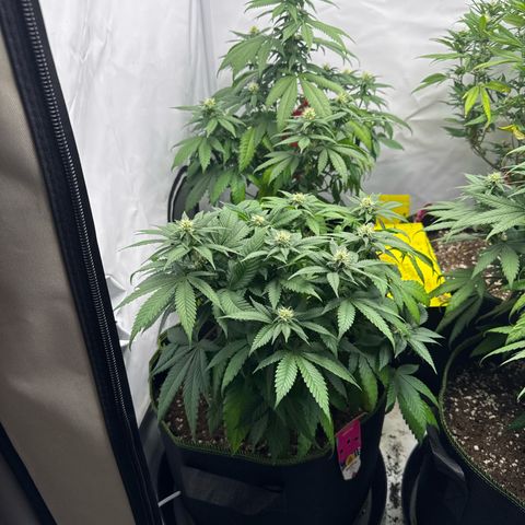 Wedding cake Becher growlog timeline photo