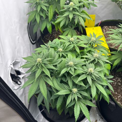 Wedding cake Becher growlog timeline photo