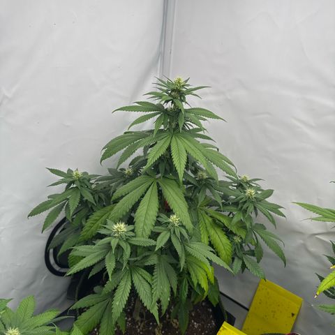 Wedding Cake growlog timeline photo