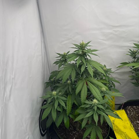 Wedding Cake growlog timeline photo