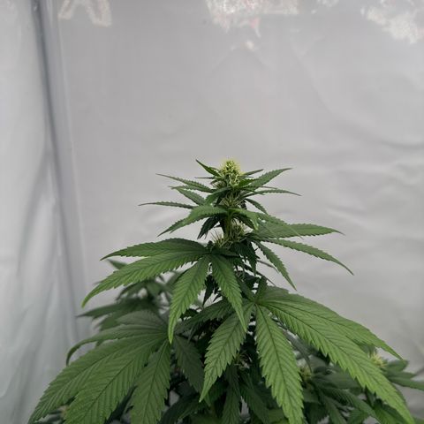 Wedding Cake growlog timeline photo