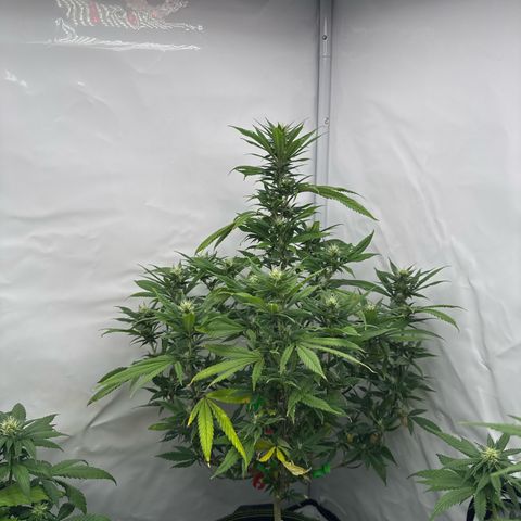 Special Queen #1 growlog timeline photo