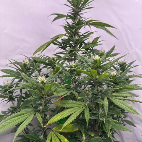 Special Queen #1 growlog timeline photo