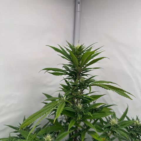 Special Queen #1 growlog timeline photo