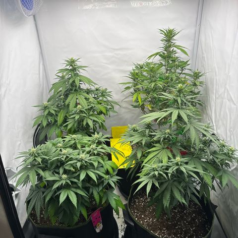 Wedding cake growlog timeline photo