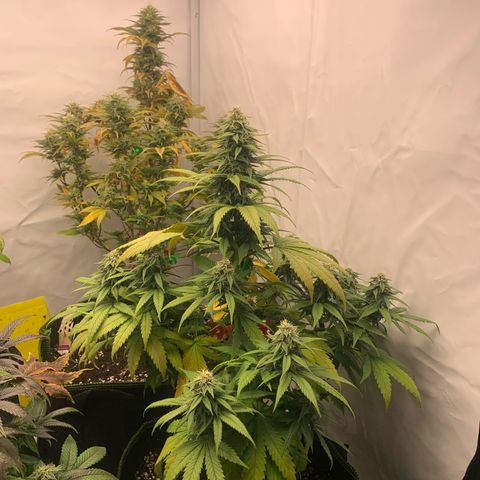 Wedding cake growlog timeline photo