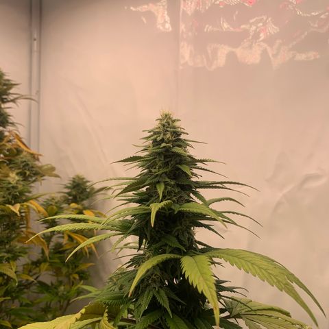 Wedding cake growlog timeline photo