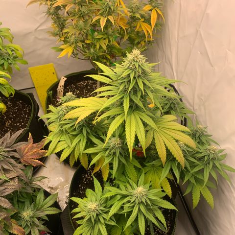 Wedding cake growlog timeline photo