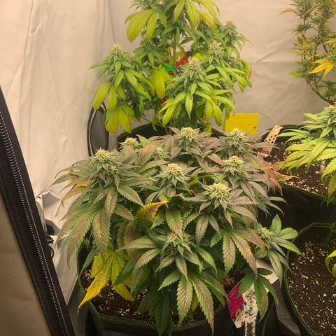 Wedding cake Becher growlog timeline photo