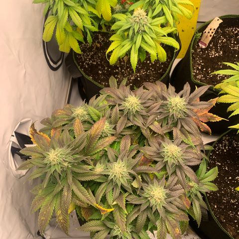 Wedding cake Becher growlog timeline photo