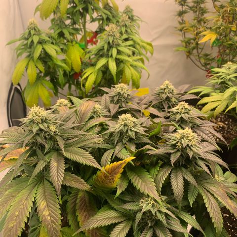 Wedding cake Becher growlog timeline photo