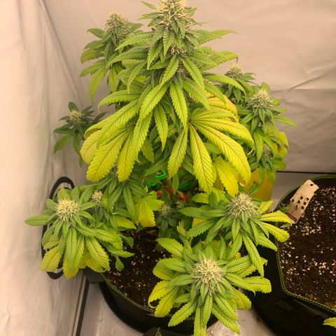 Wedding Cake growlog timeline photo