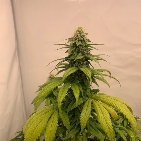 Wedding Cake growlog timeline photo