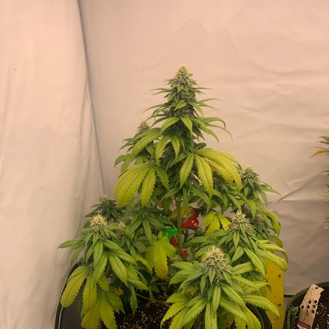 Wedding Cake growlog timeline photo