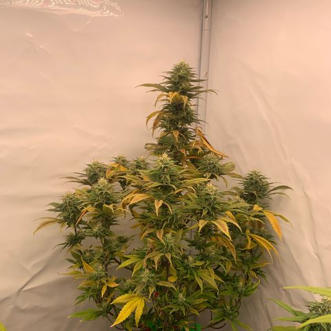 Special Queen #1 growlog timeline photo