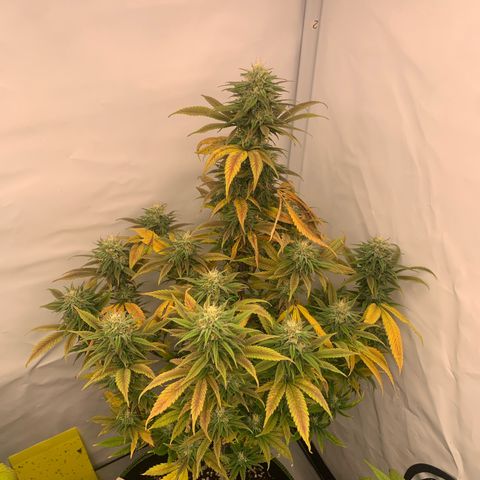 Special Queen #1 growlog timeline photo