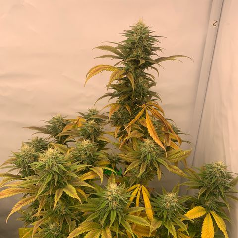 Special Queen #1 growlog timeline photo