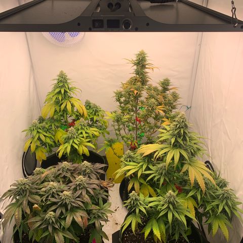Wedding cake growlog timeline photo