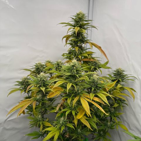 Special Queen #1 growlog timeline photo