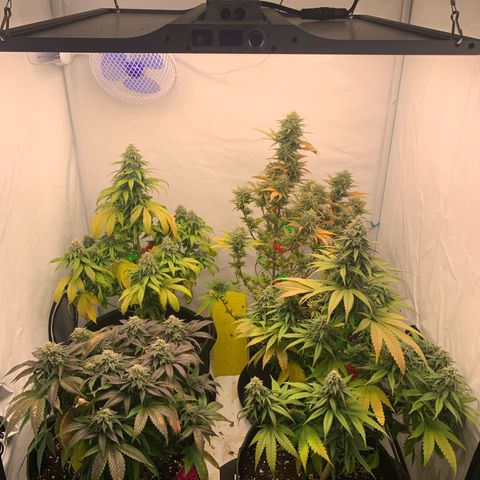 Wedding cake growlog timeline photo