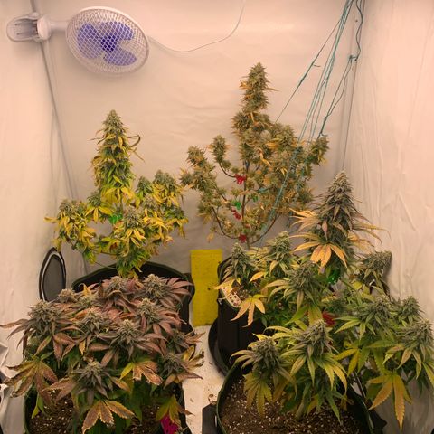 Wedding cake growlog timeline photo