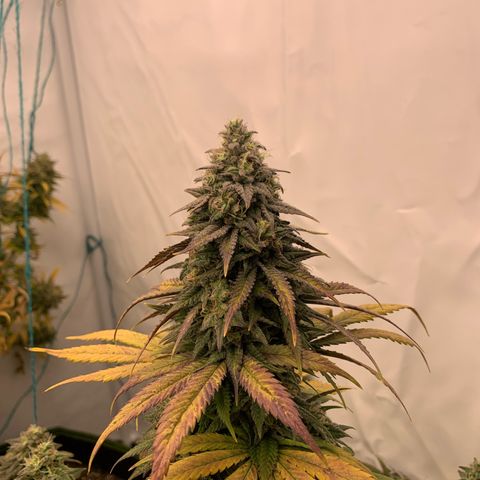Wedding cake growlog timeline photo