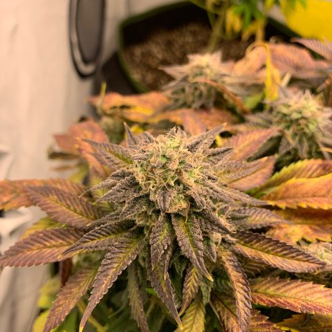 Wedding cake Becher growlog timeline photo