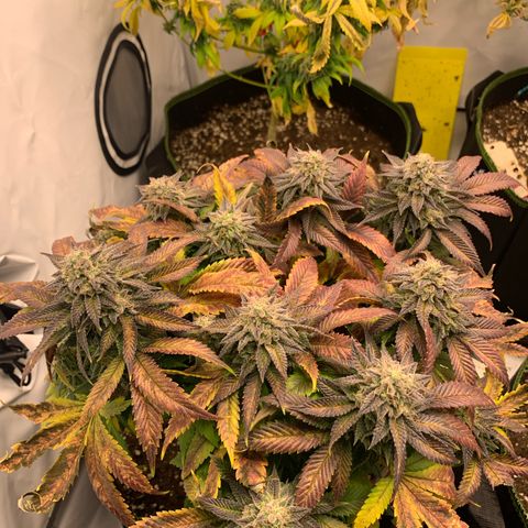Wedding cake Becher growlog timeline photo