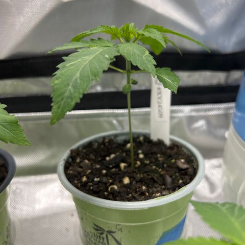 Step Child growlog timeline photo