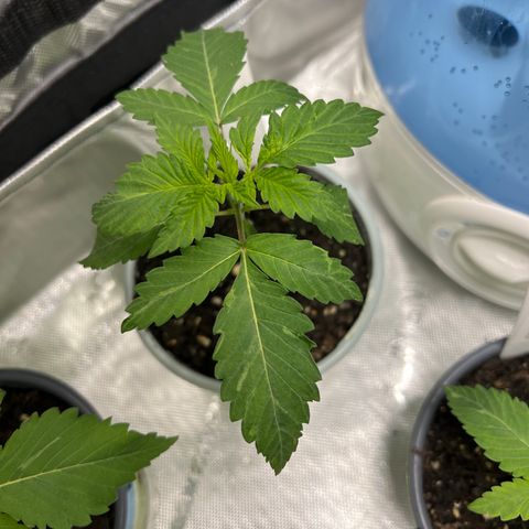 Step Child growlog timeline photo