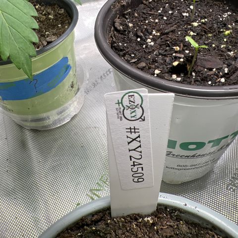 Step Child growlog timeline photo