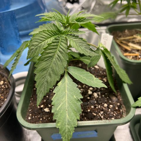 Step Child growlog timeline photo
