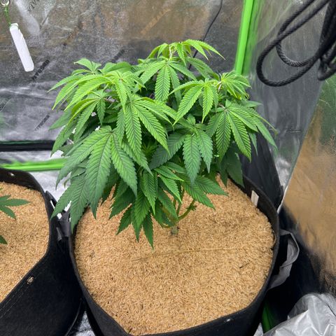 Step Child growlog timeline photo