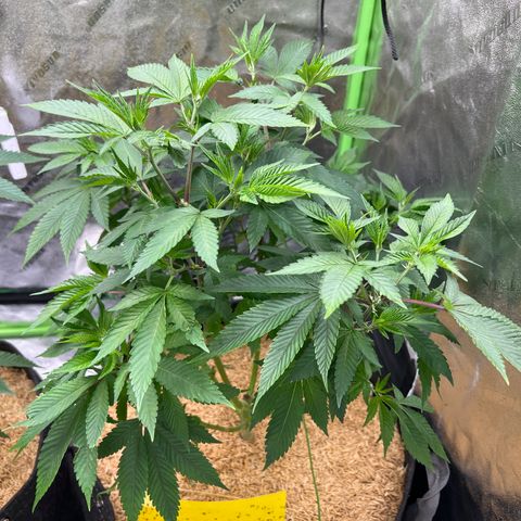 Step Child growlog timeline photo